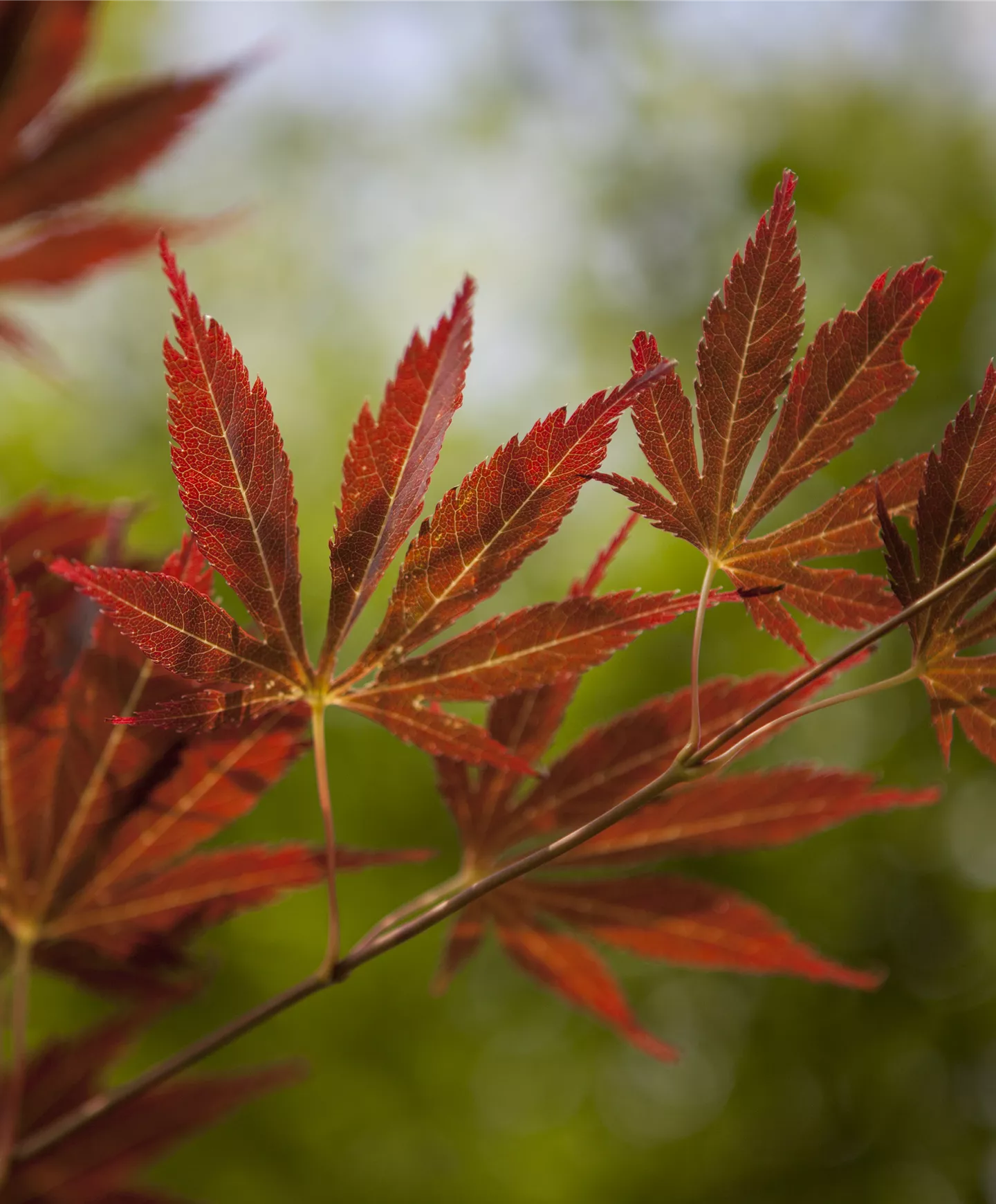 Laubgehölze Laubgehölze