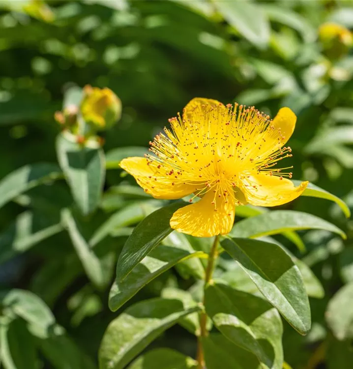 Grossblütiges Johanniskraut - Hypericum calycinum