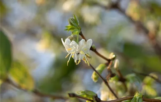 Lonicera purpusii (x)