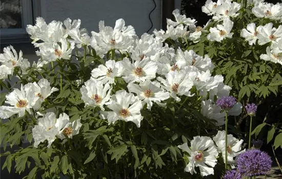 Paeonia suffruticosa weiss
