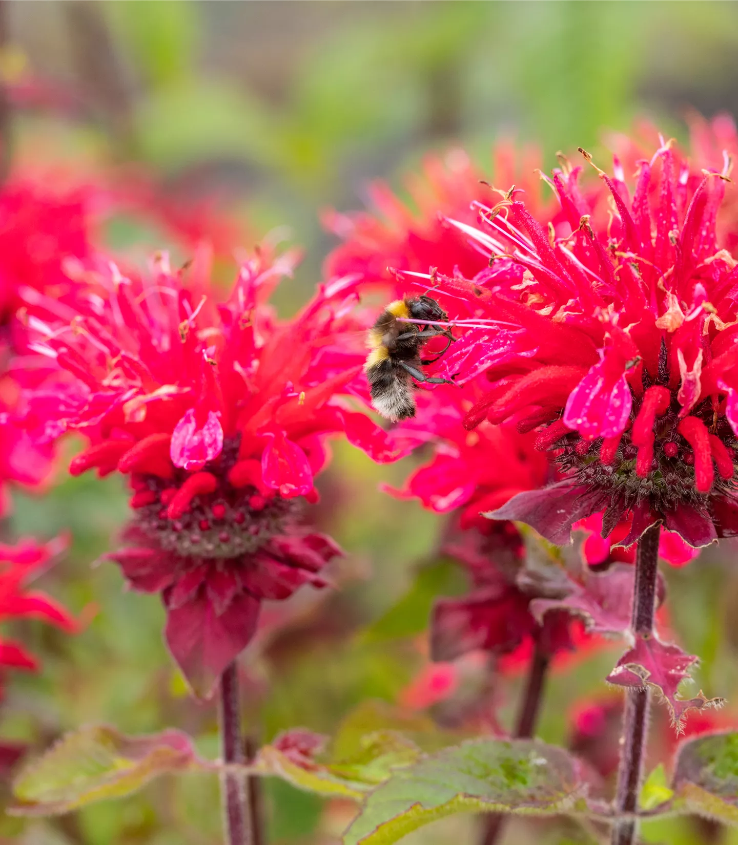 Monarda 'Bee Happy'