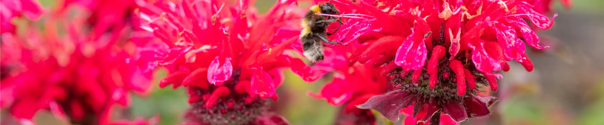 Bodendecker online kaufen | Bauer Baumschulen AG Bodendecker online kaufen | Bauer Baumschulen AG