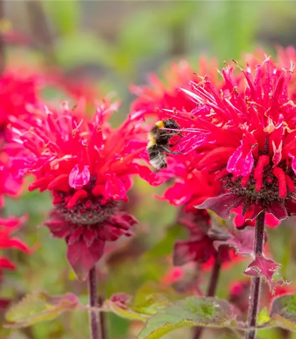 Monarda 'Bee Happy'