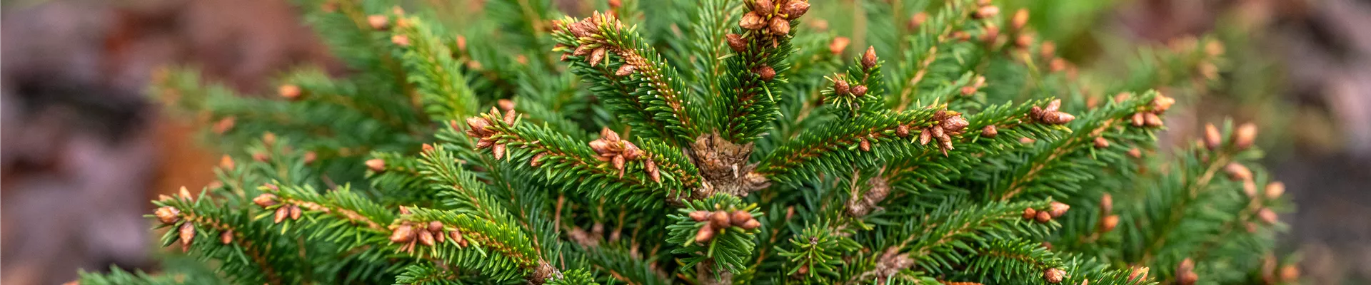 Boutique de plantes Boutique de plantes