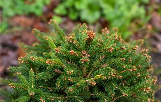 Picea abies 'Ohlendorffii'