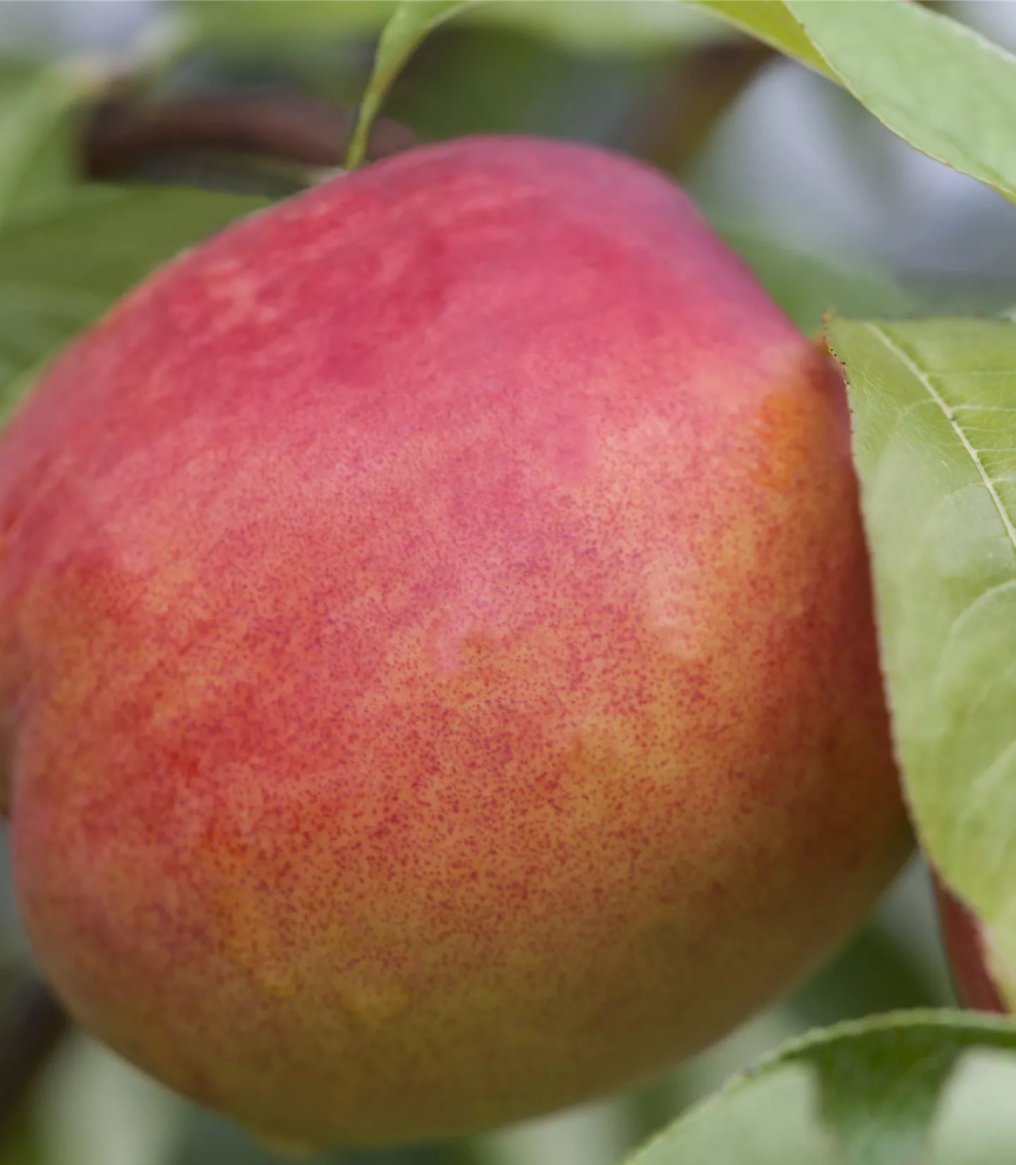 Prunus (Nektarine) 'Nectared 4'