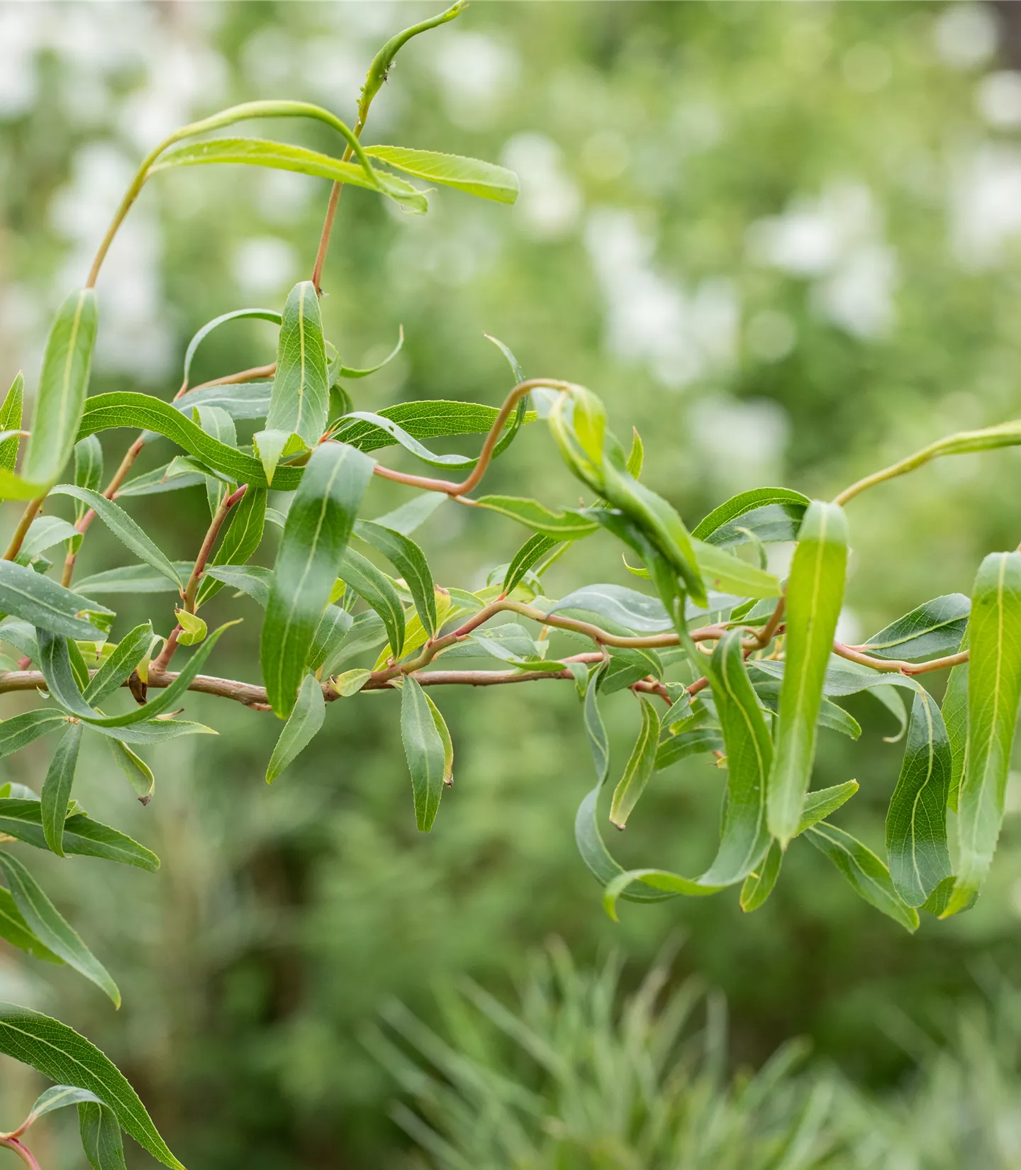 Salix erythroflexuosa