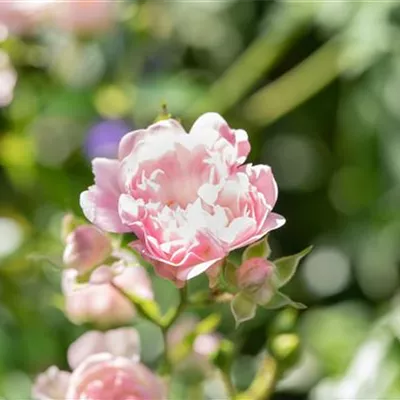 im Container - Bodendeckerrose 'The Fairy' - Rosa (Bodendeckerrose) 'The Fairy'