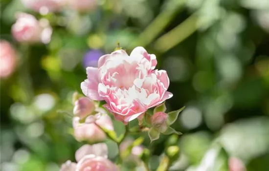 Rosa (Bodendeckerrose) 'The Fairy'