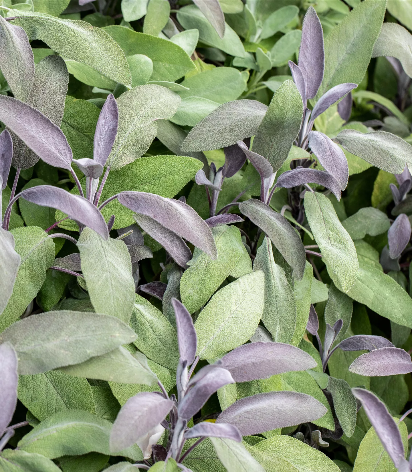 Salvia officinalis 'Purpurascens'