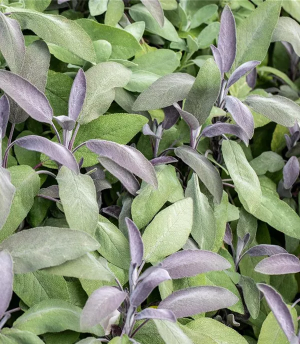 Salvia officinalis 'Purpurascens'