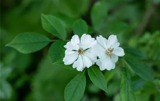 Rosa multiflora