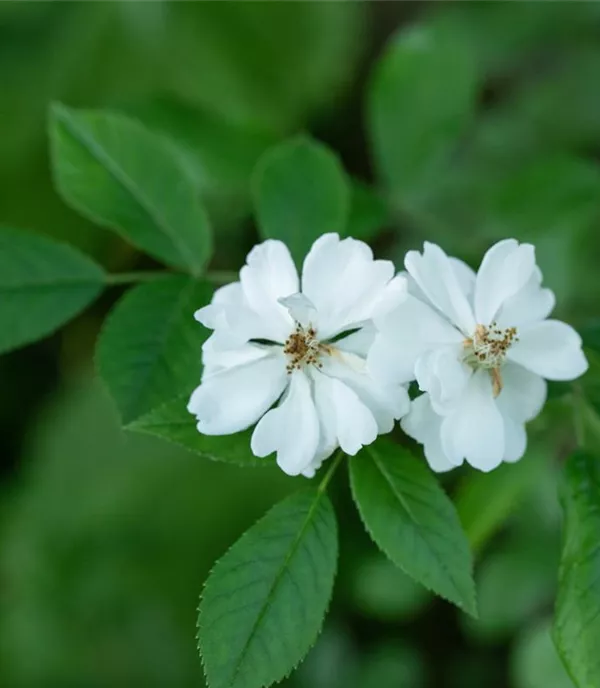 Rosa multiflora