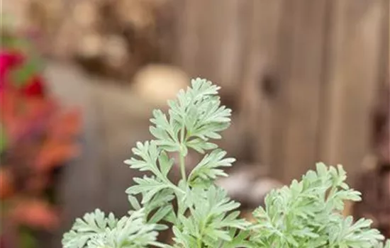 Artemisia absinthium