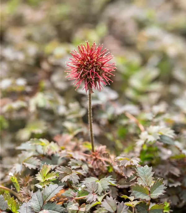 Acaena microphylla 'Kupferteppich'