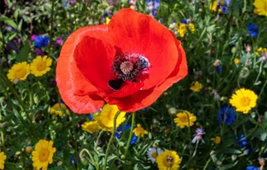 Bienenweide Set