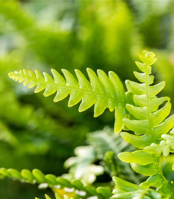 Blechnum spicant