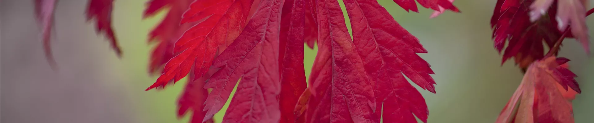 Bodendecker online kaufen | Bauer Baumschulen AG Bodendecker online kaufen | Bauer Baumschulen AG