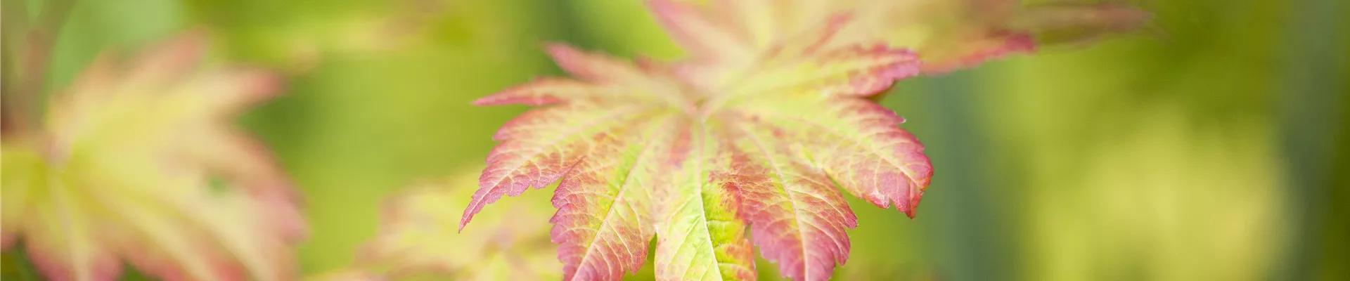 des exemplaires uniques