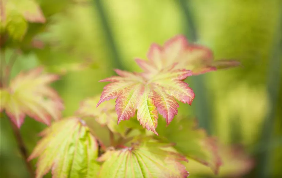 Acer japonicum 'Vitifolium' Acer japonicum 'Vitifolium'