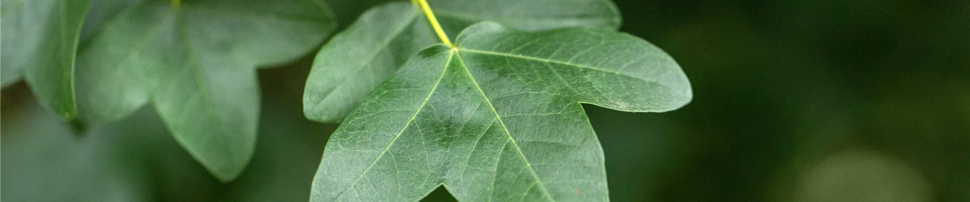 Bodendecker online kaufen | Bauer Baumschulen AG Bodendecker online kaufen | Bauer Baumschulen AG