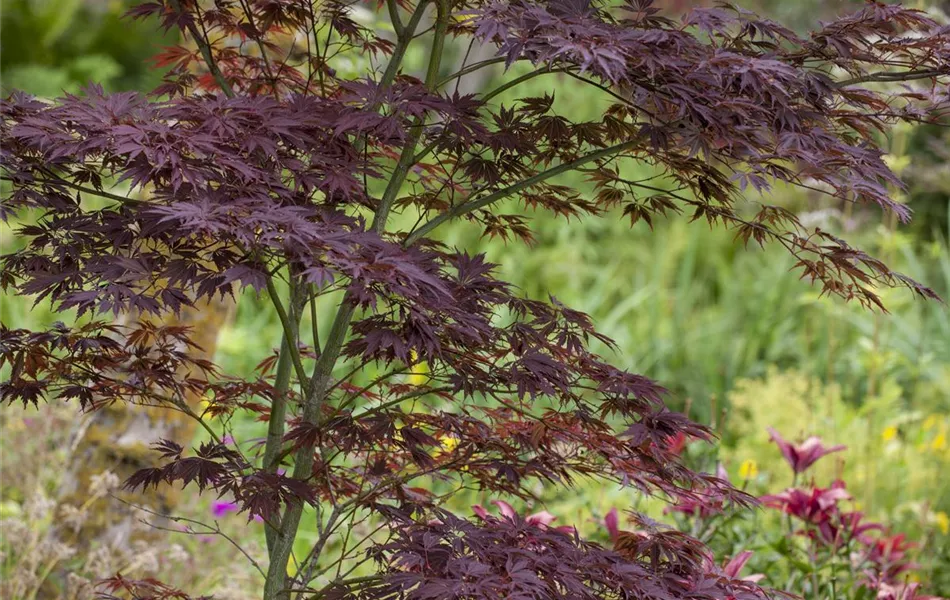 Acer palmatum Acer palmatum