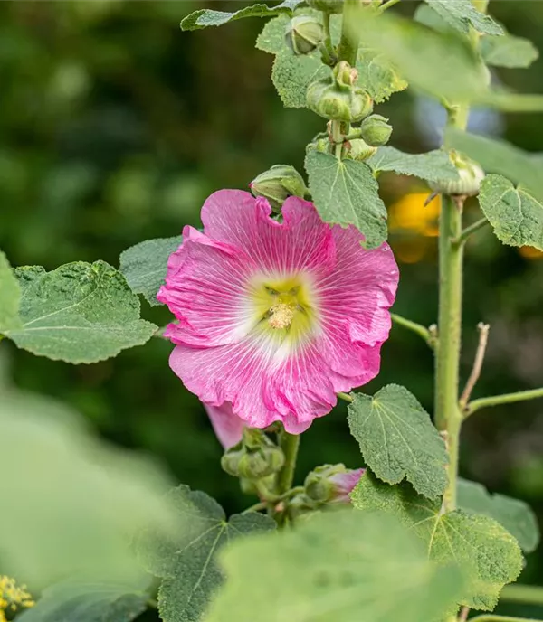 Alcea rosea rosa