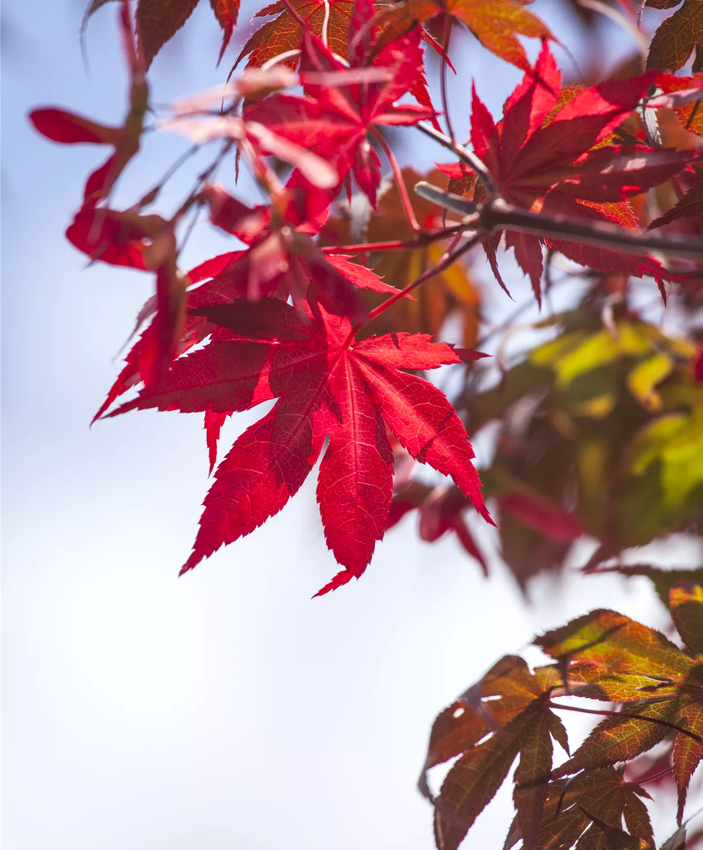 Acer palmatum 'Atropurpureum'