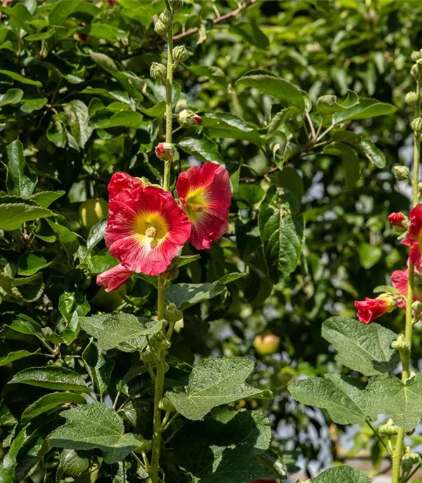 Alcea rosea rot