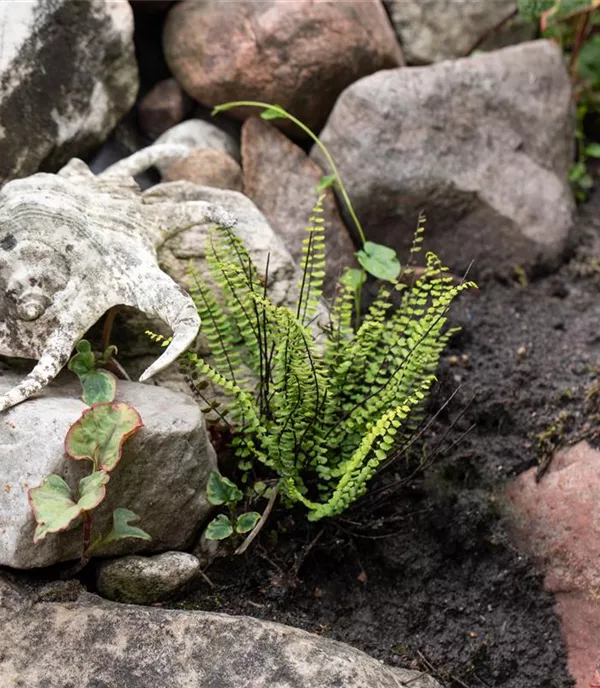 Asplenium trichomanes