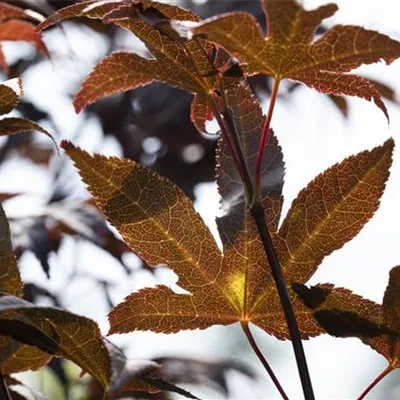 im Container 80 - 100 - Japan. Ahorn, Fächerahorn - Acer palmatum 'Bloodgood'