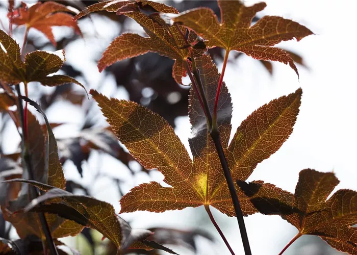 Acer palmatum 'Bloodgood' Acer palmatum 'Bloodgood'
