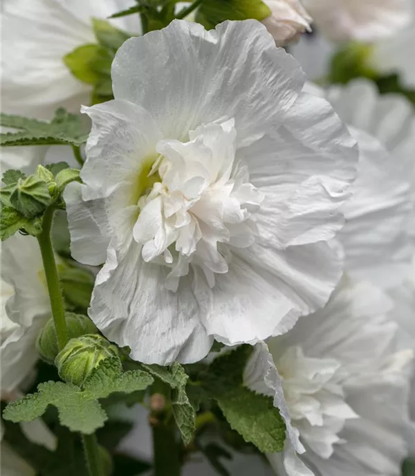 Alcea rosea weiss 