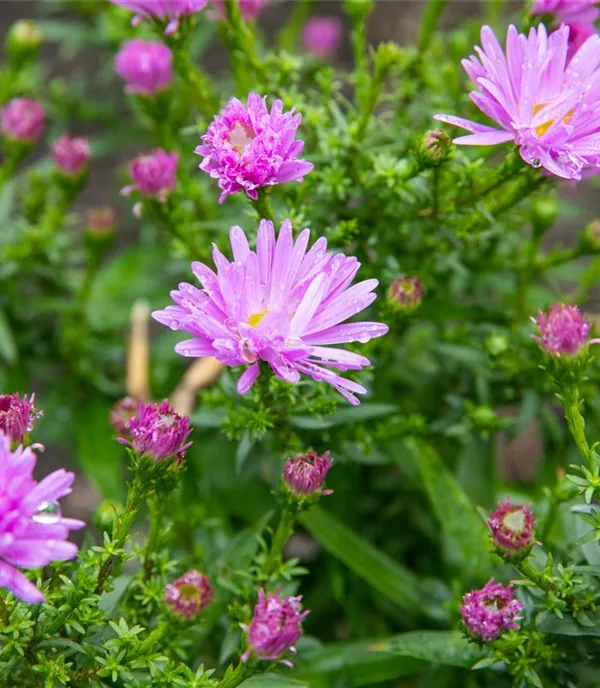 Aster (Dumosus-Gruppe) 'Prof. Anton Kippenberg'