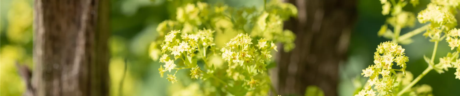 Bodendecker online kaufen | Bauer Baumschulen AG Bodendecker online kaufen | Bauer Baumschulen AG