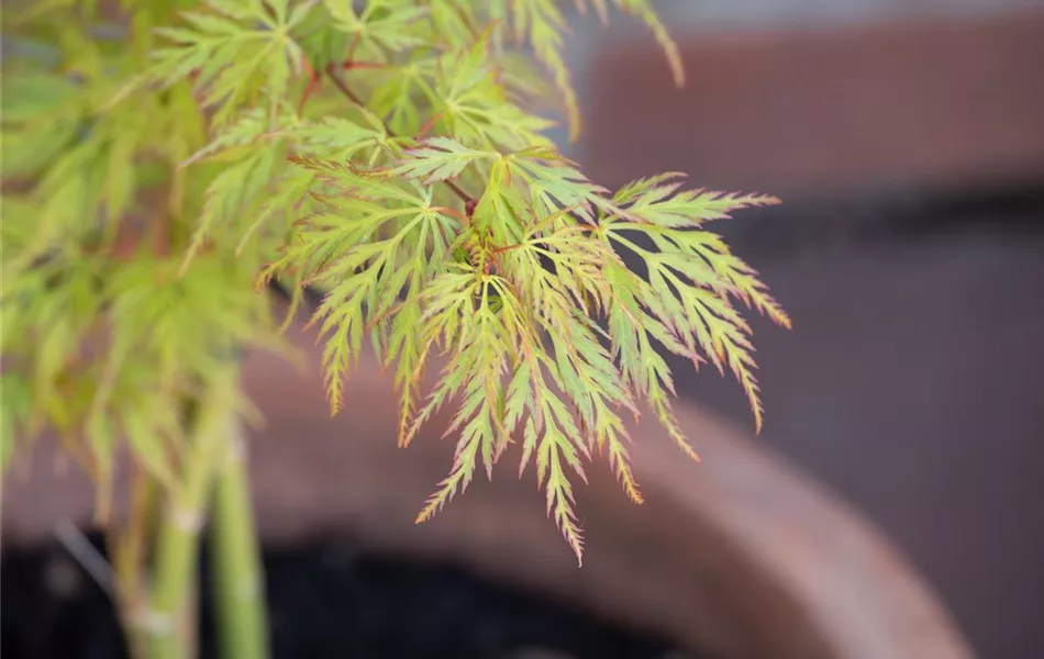 Acer palmatum 'Dissectum Viridis' Acer palmatum 'Dissectum Viridis'