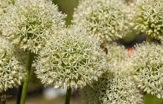 Allium giganteum