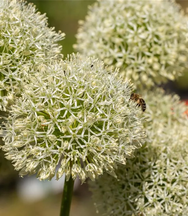 Allium giganteum