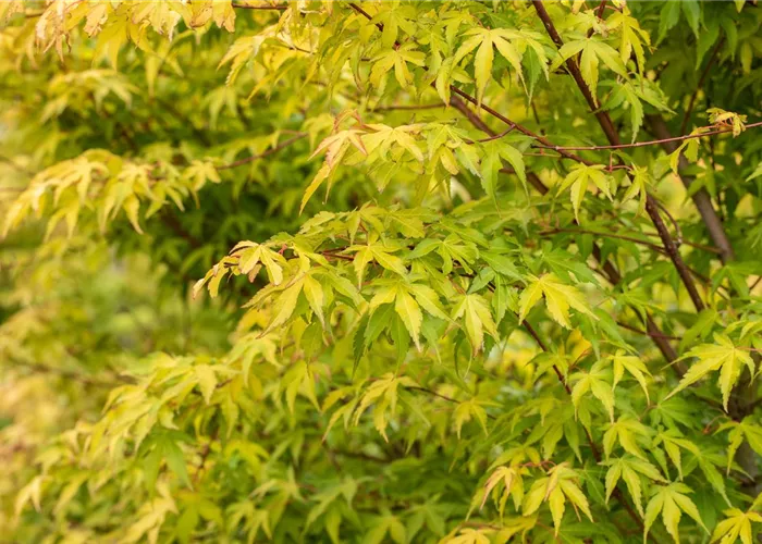 Acer palmatum 'Katsura' Acer palmatum 'Katsura'