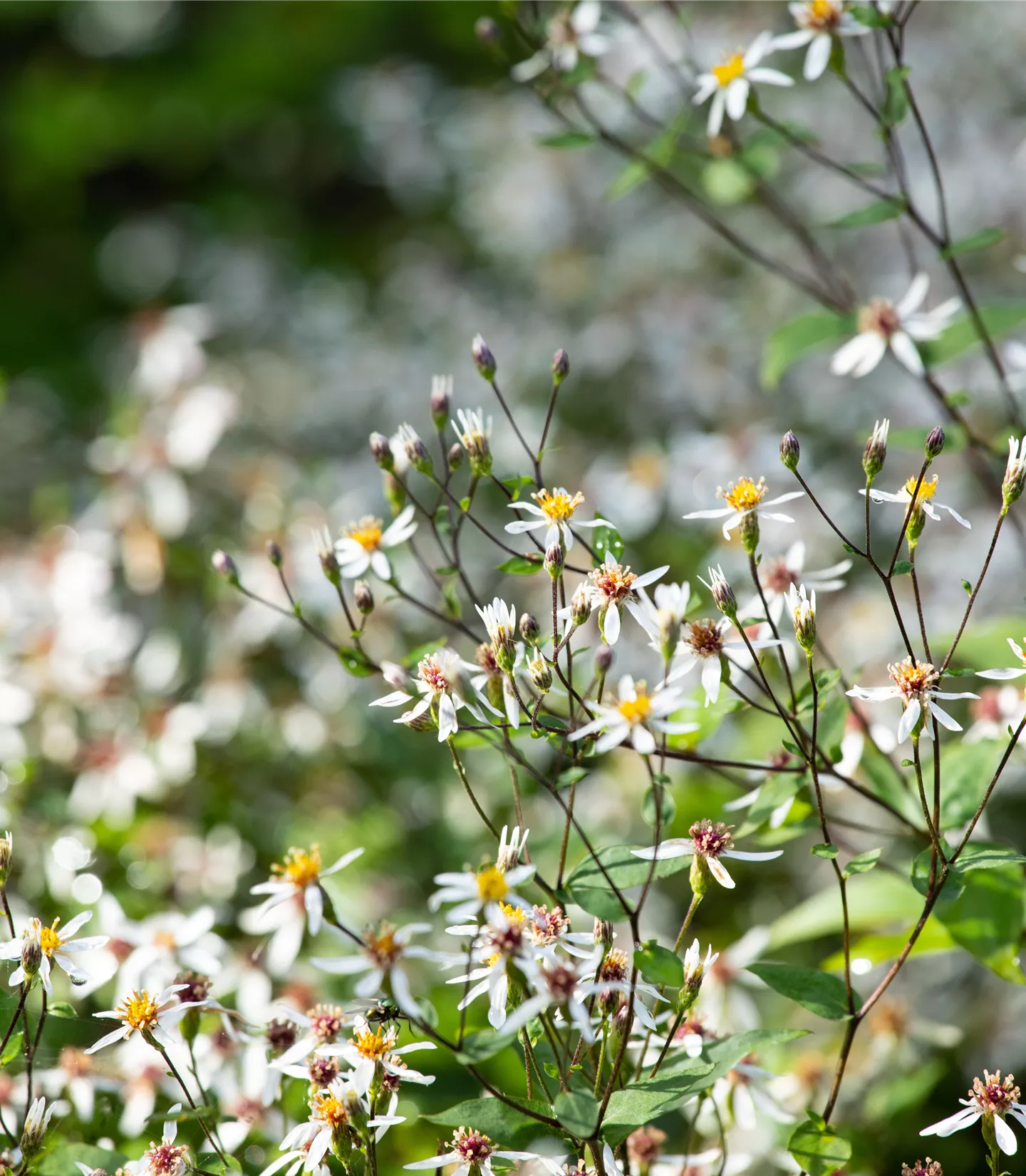 Aster divaricatus