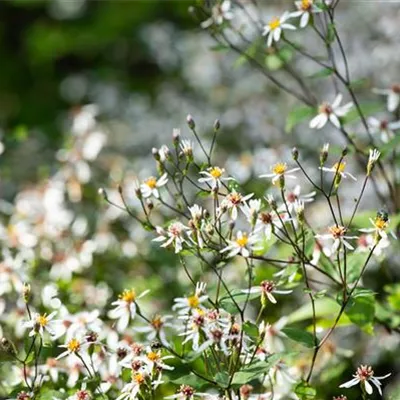 Topfgrösse 0.5 Liter - Waldaster - Aster divaricatus