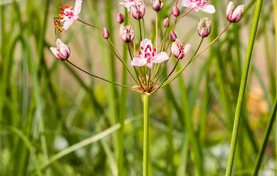 Butomus umbellatus
