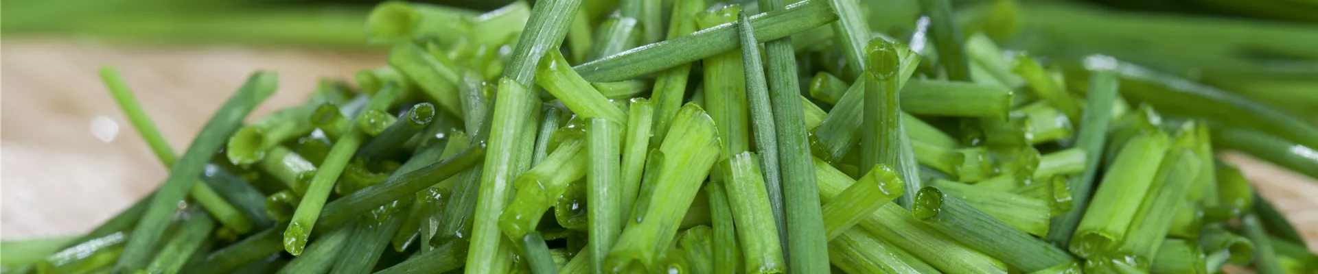 Bodendecker online kaufen | Bauer Baumschulen AG Bodendecker online kaufen | Bauer Baumschulen AG