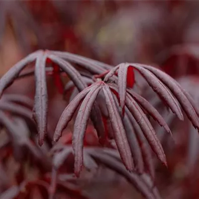 im Container Höhe 225-25cm - Fächerahorn 'Trompenburg' - Acer palmatum 'Trompenburg'