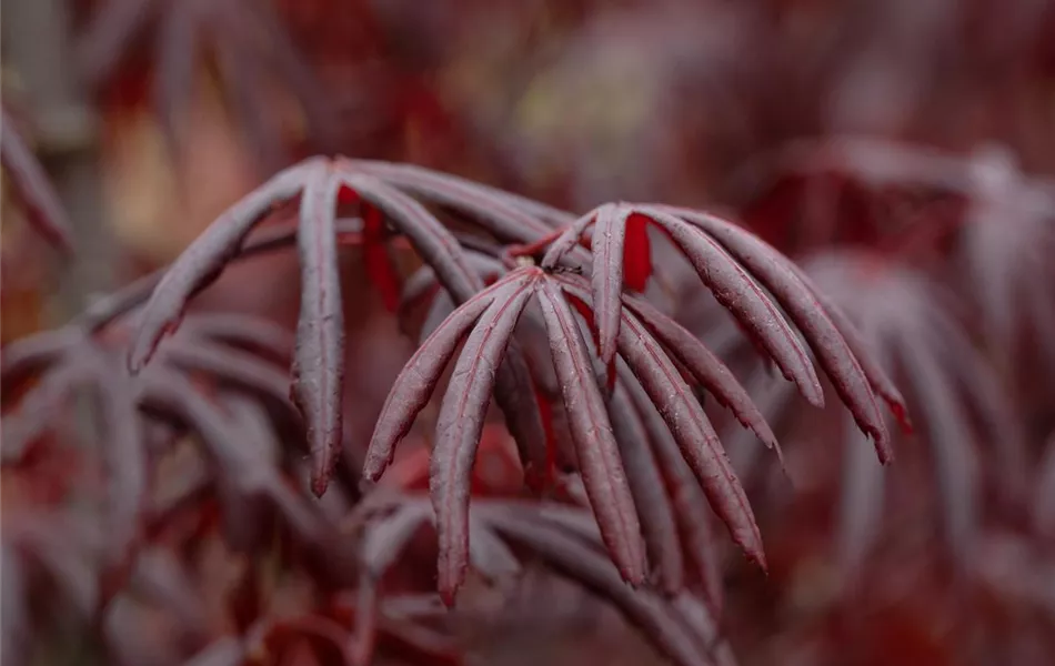 Acer palmatum 'Trompenburg' Acer palmatum 'Trompenburg'