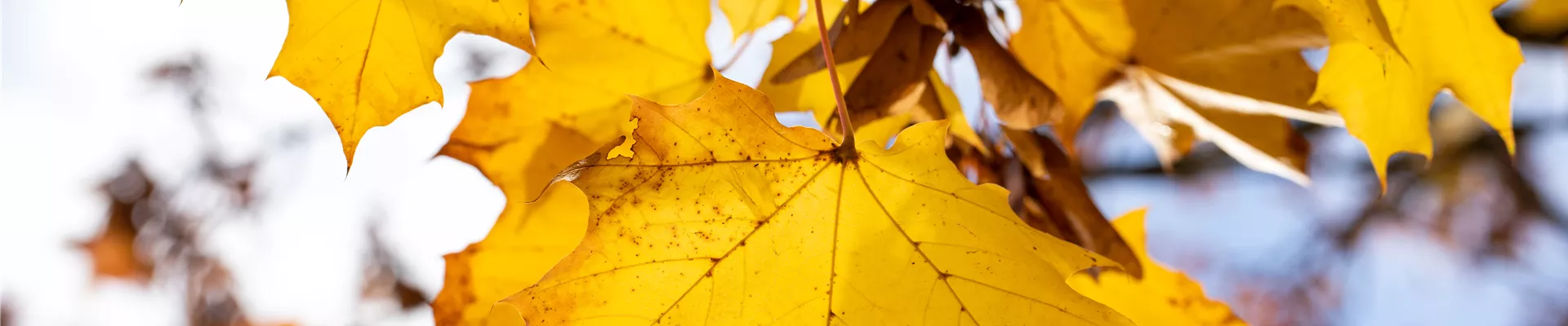 Bodendecker online kaufen | Bauer Baumschulen AG Bodendecker online kaufen | Bauer Baumschulen AG