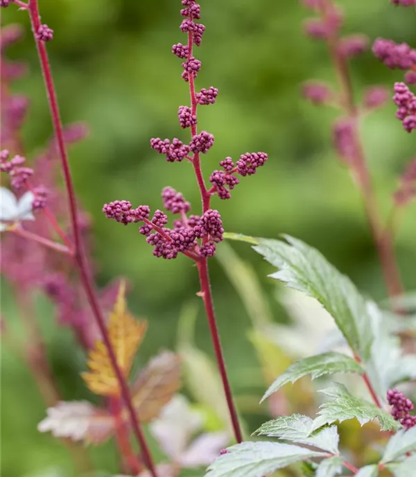 Astilbe (Arendsii-Gruppe) 'Fanal'