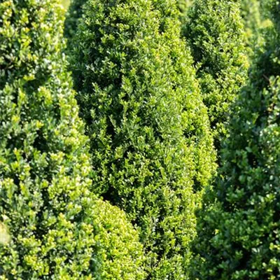 Container 60 - 70 - Buchsbaum-Form - Buxus sempervirens Pyramide
