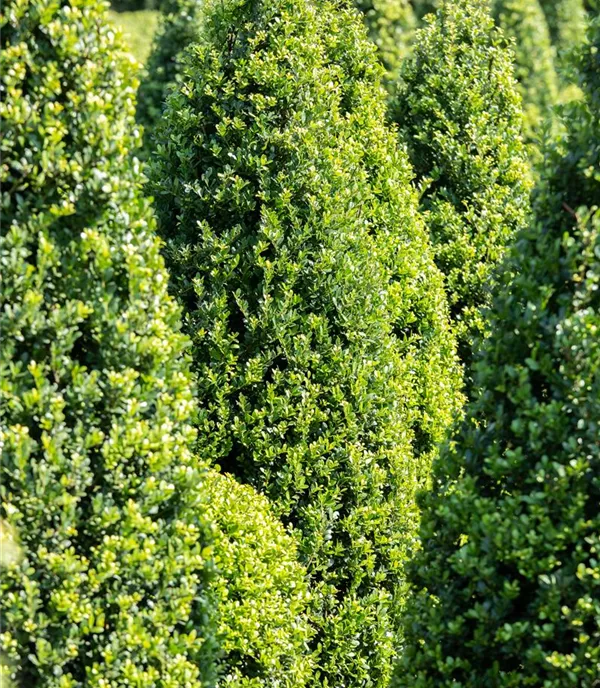 Buxus sempervirens Pyramide
