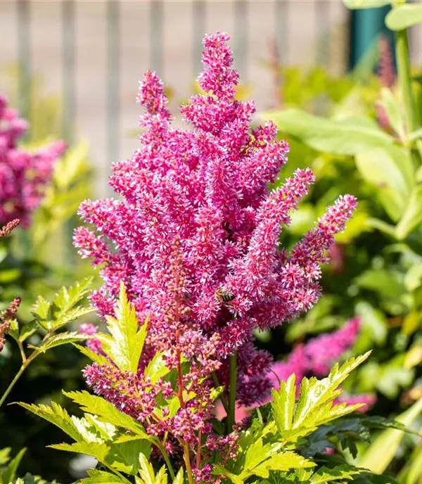 Astilbe (Japonica-Gruppe) 'Mainz'